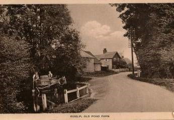 Ruislip Old Pond Farm